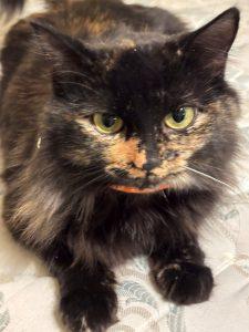 Enlarge Misty, a ADOPTABLE mixed breed in King City, ON image 1/4