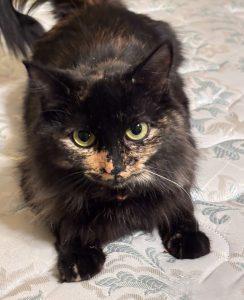 Enlarge Misty, a ADOPTABLE mixed breed in King City, ON image 3/4