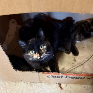 Enlarge Misty, a ADOPTABLE mixed breed in King City, ON image 2/4