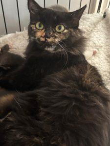 Enlarge Misty, a ADOPTABLE mixed breed in King City, ON image 4/4