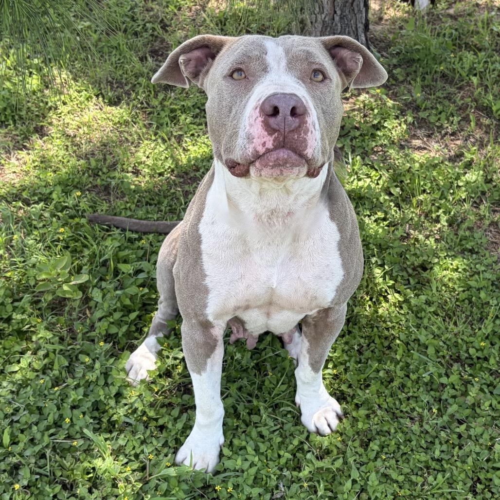 Roni 26-05-059, a Adoptable Pit Bull Terrier in Bastrop, TX image 1/6