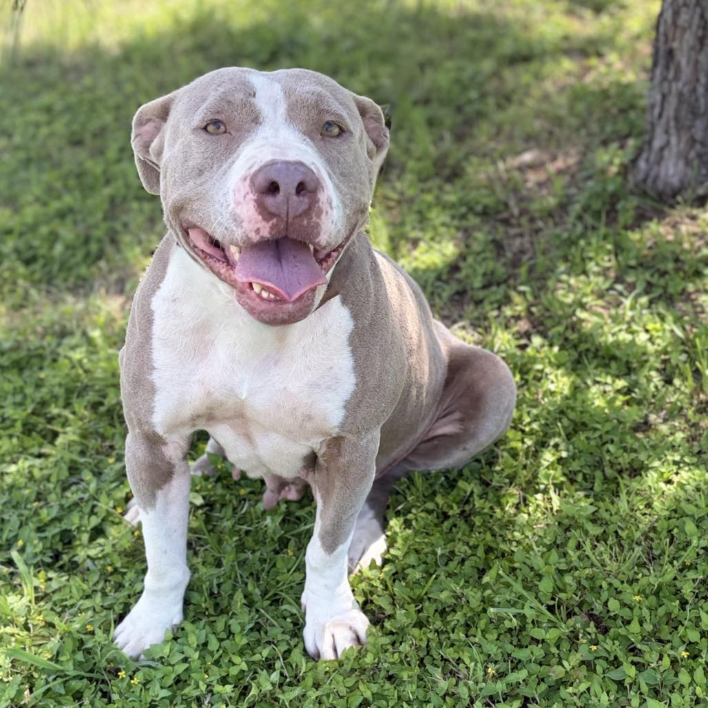 Roni 26-05-059, a Adoptable Pit Bull Terrier in Bastrop, TX image 2/6