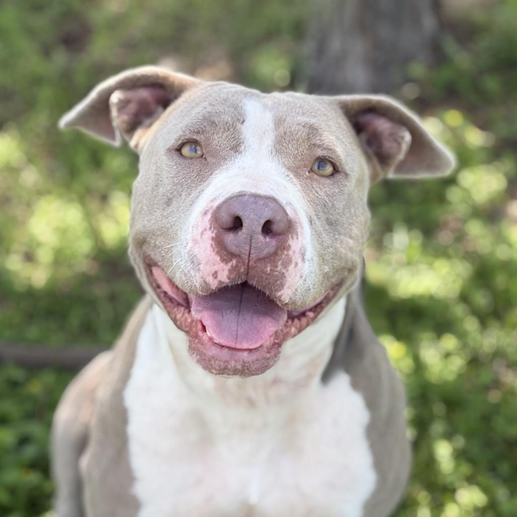 Roni 26-05-059, a Adoptable Pit Bull Terrier in Bastrop, TX image 4/6