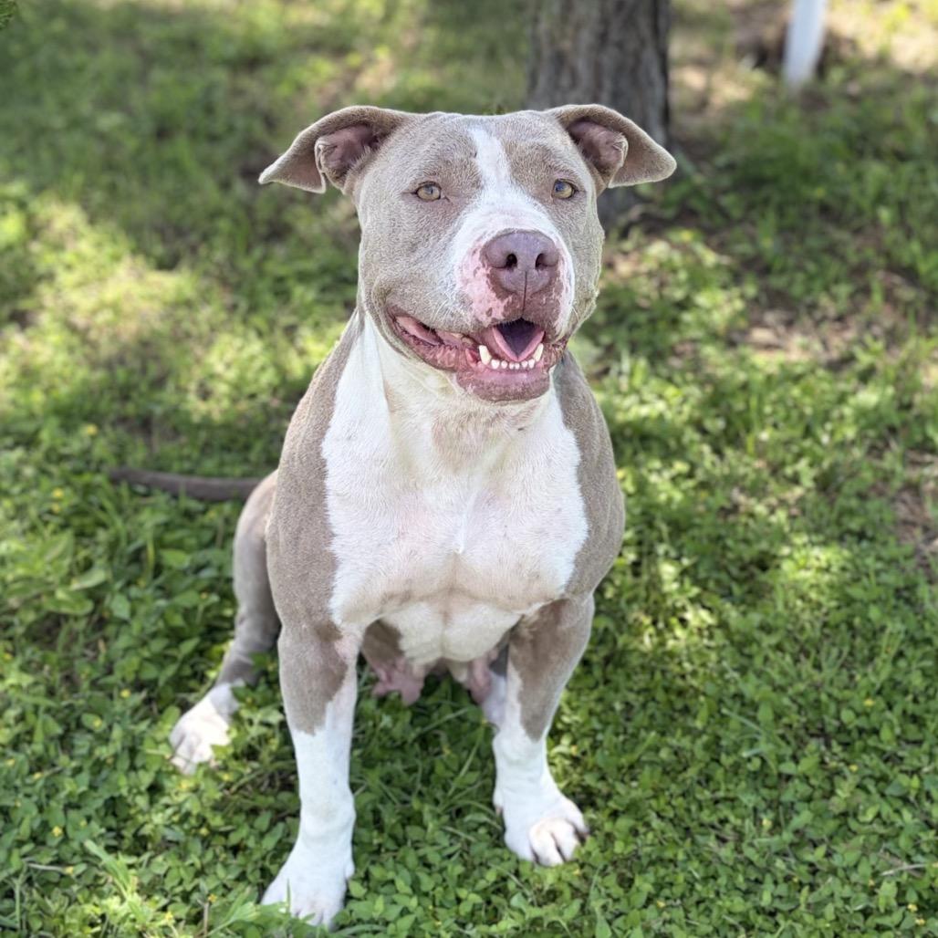 Roni 26-05-059, a Adoptable Pit Bull Terrier in Bastrop, TX image 5/6