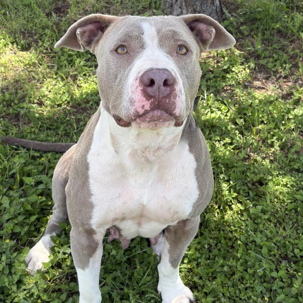 Roni 26-05-059, a Adoptable Pit Bull Terrier in Bastrop, TX image 6/6
