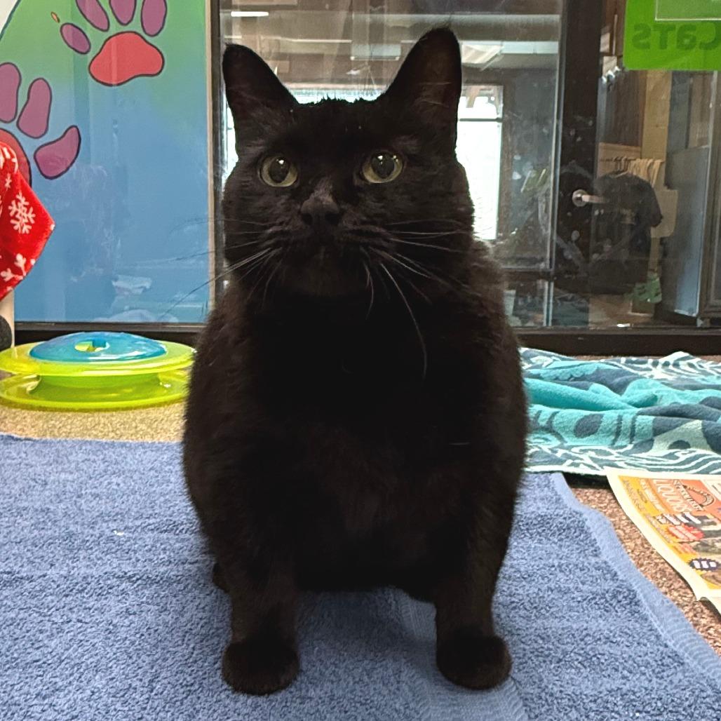 Cleo, Adoptable, Adult Female Domestic Short Hair.