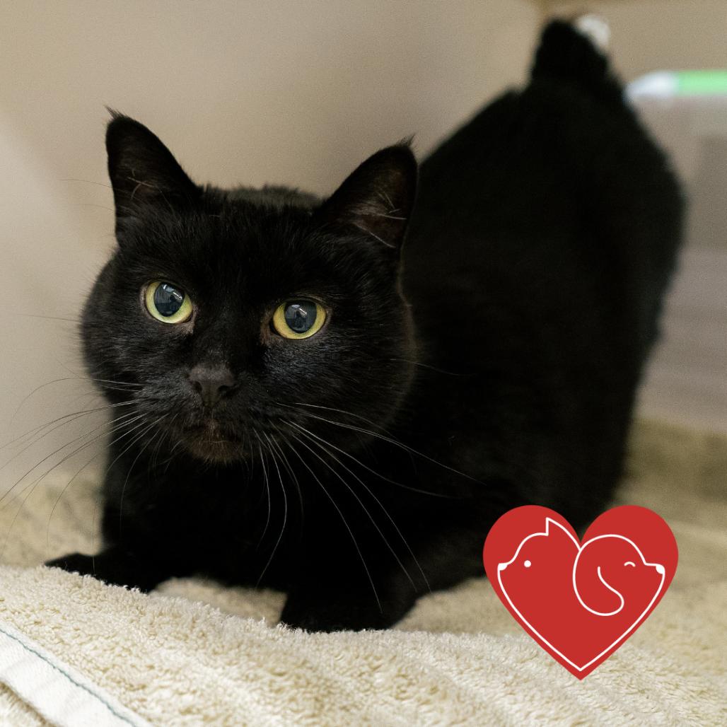 Cleo, a Adoptable Domestic Short Hair in Cheyenne, WY image 2/5