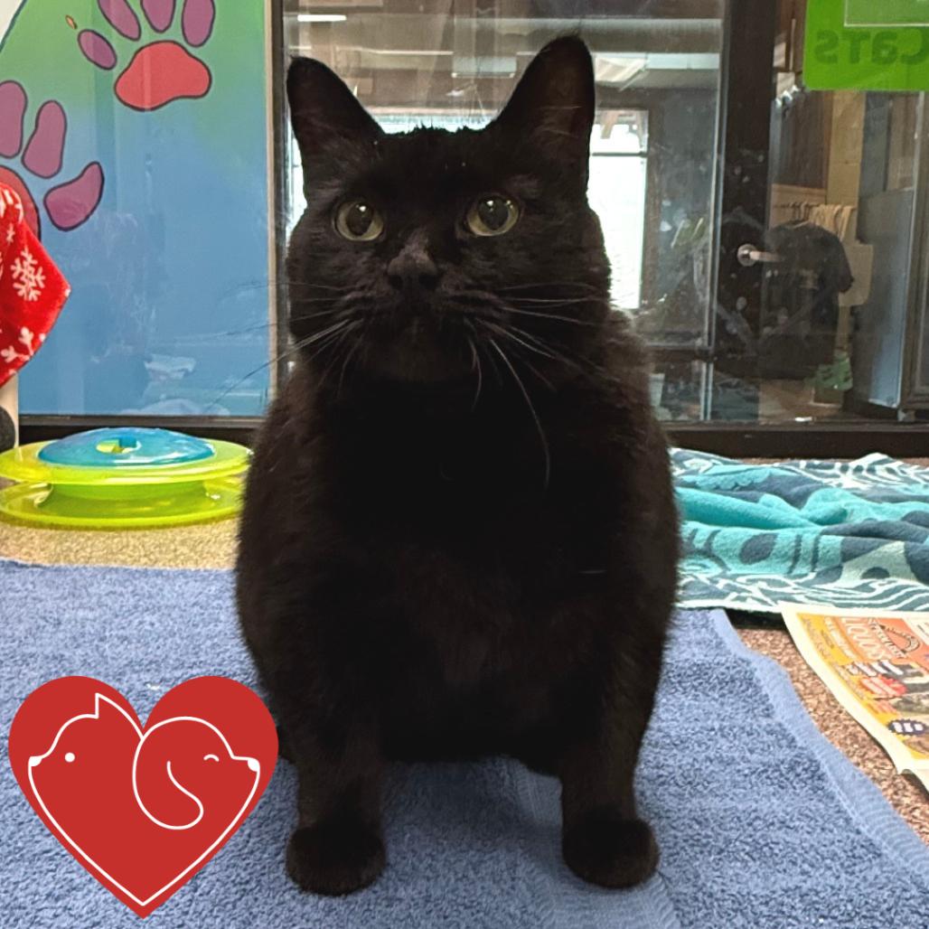 Cleo, a Adoptable Domestic Short Hair in Cheyenne, WY image 1/4