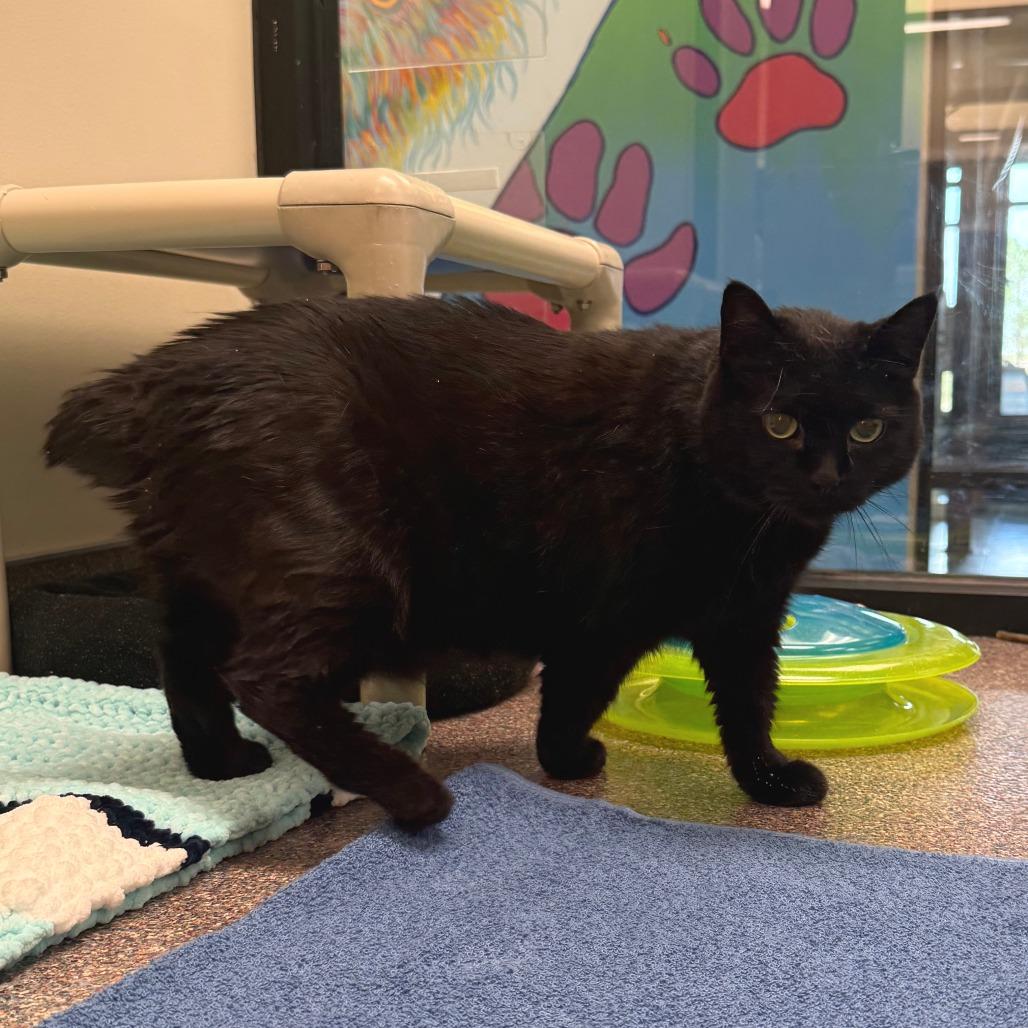 Cleo, a Adoptable Domestic Short Hair in Cheyenne, WY image 2/4