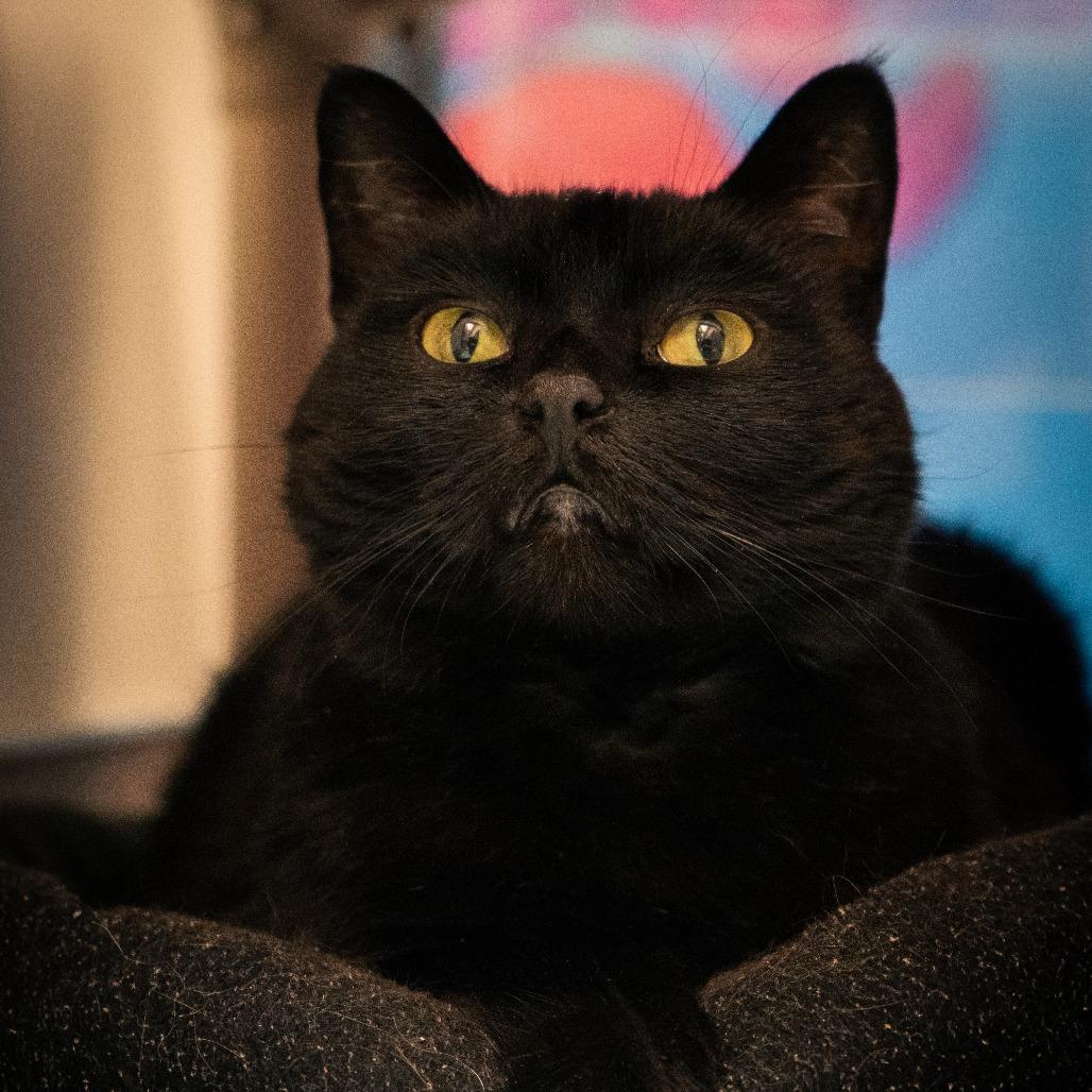 Cleo, a Adoptable Domestic Short Hair in Cheyenne, WY image 3/4