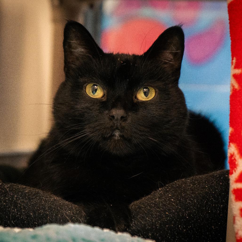 Cleo, a Adoptable Domestic Short Hair in Cheyenne, WY image 4/4