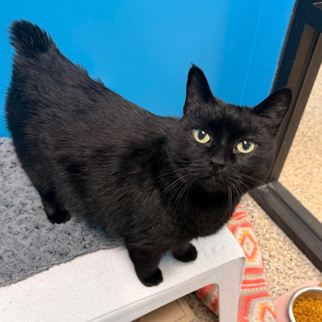 Cleo, a Adoptable Domestic Short Hair in Cheyenne, WY image 5/5