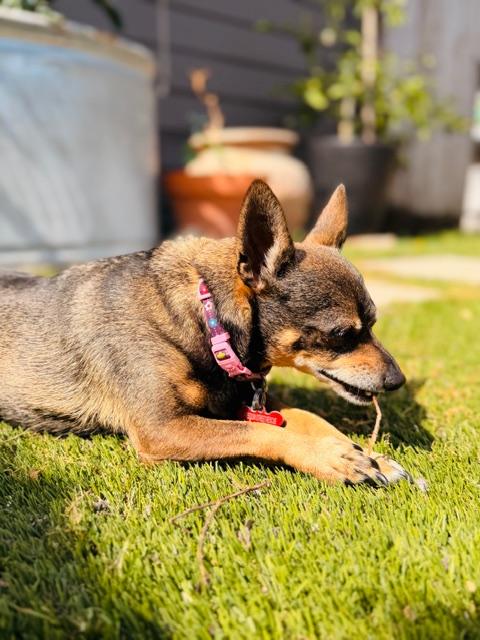 Dynamic duo looking for their home - Coco and Stewie — thumbnail 2