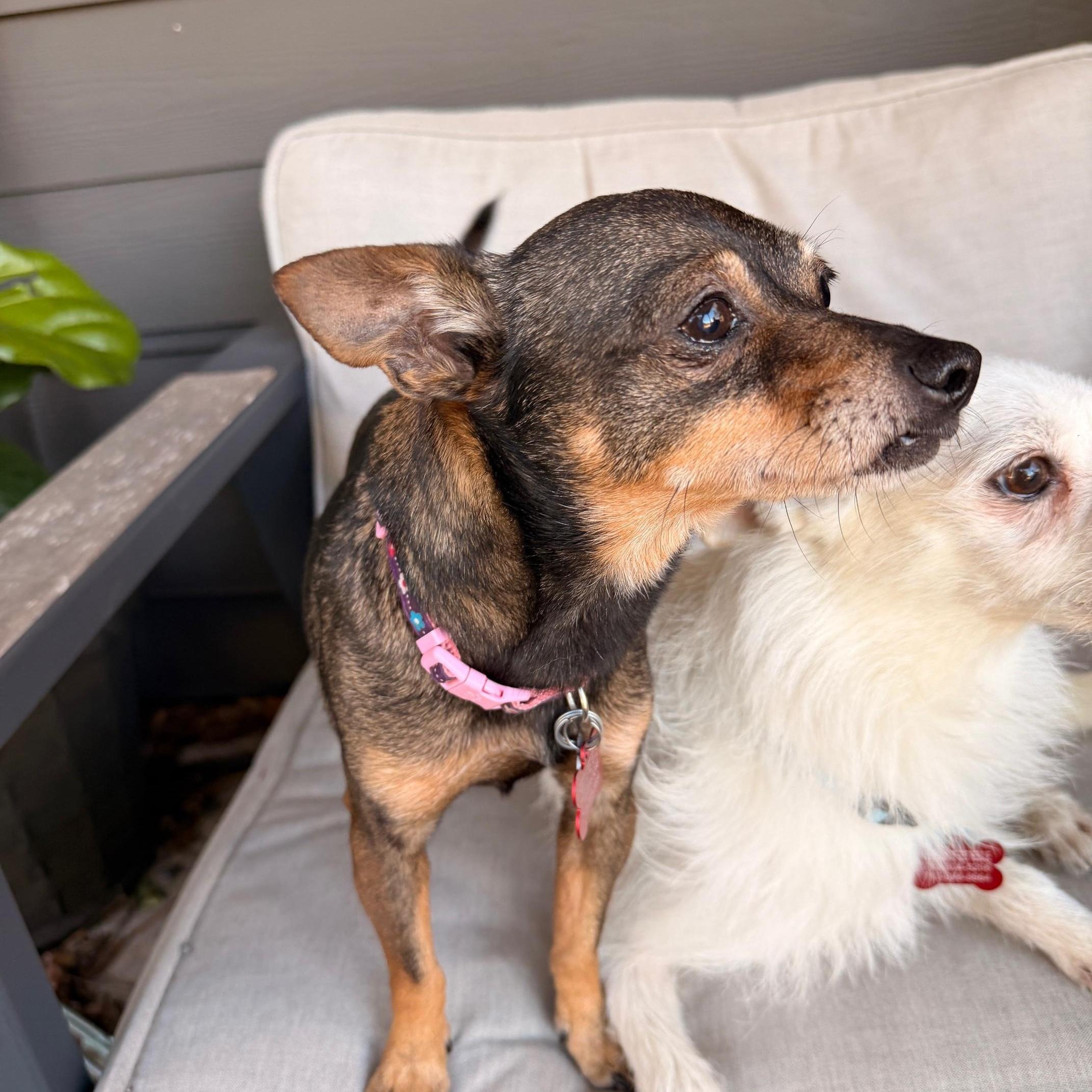 Dynamic duo looking for their home - Coco and Stewie — thumbnail 3