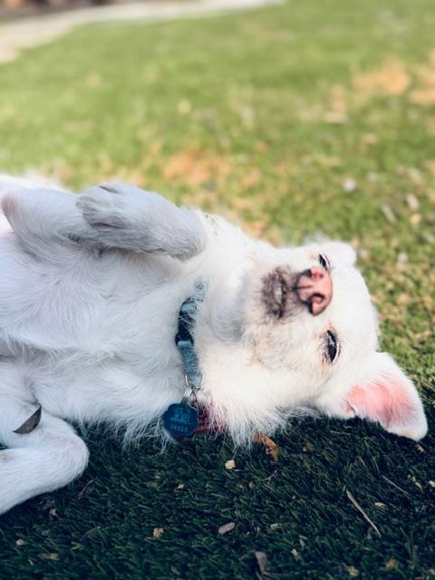 Dynamic duo looking for their home - Coco and Stewie — thumbnail 6