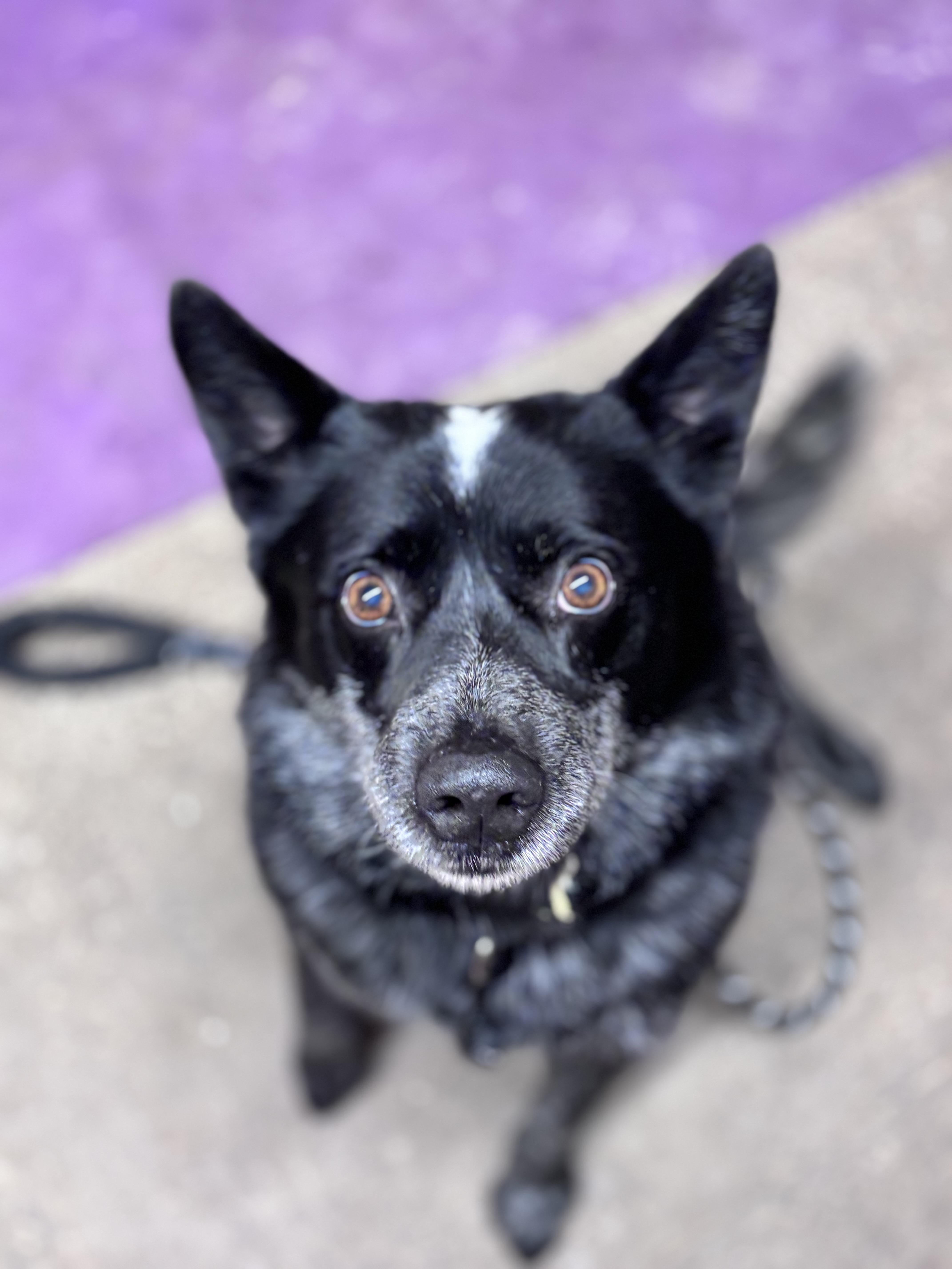Zip, ADOPTABLE, Adult Male Australian Cattle Dog / Blue Heeler.