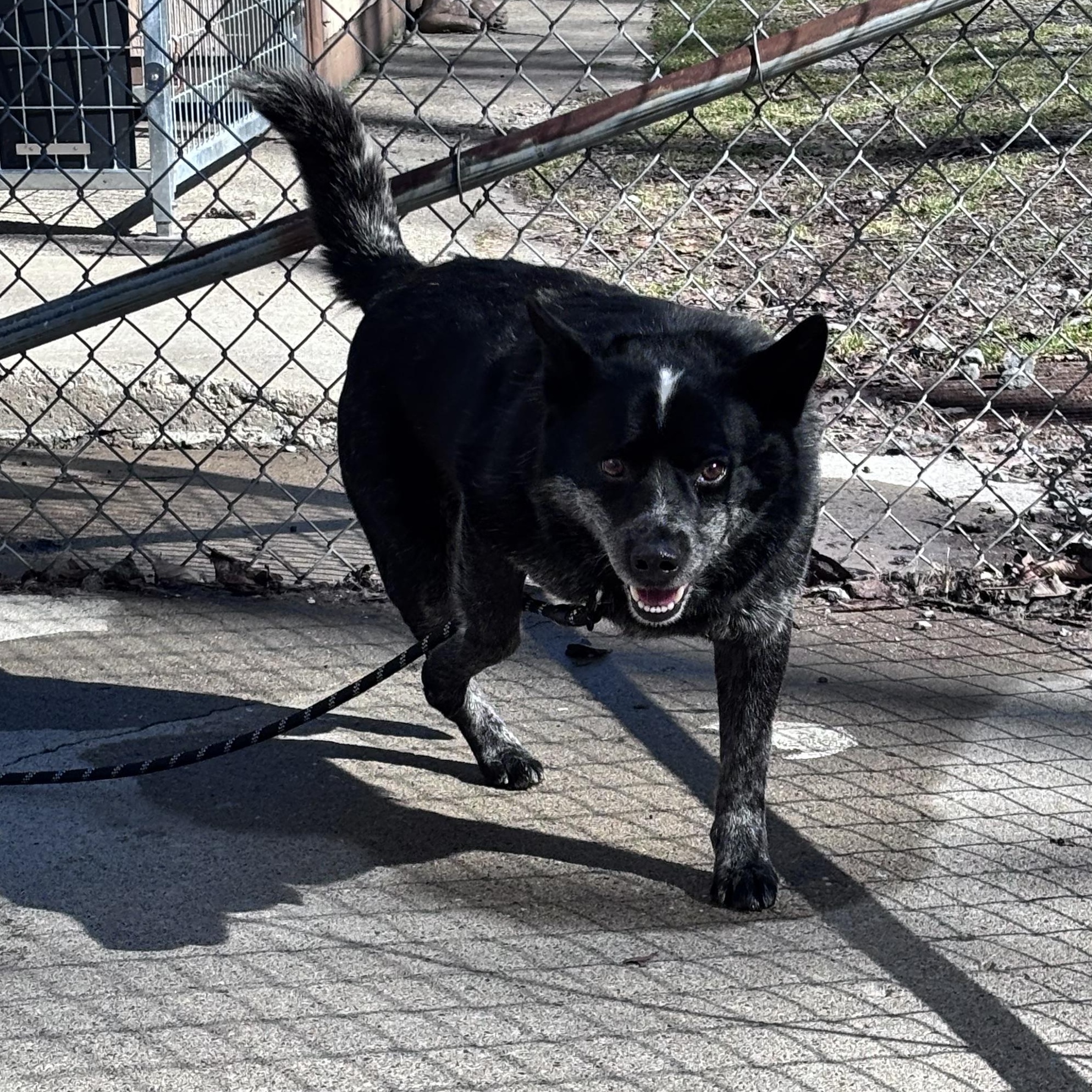 Enlarge Zip, a ADOPTABLE Australian Cattle Dog / Blue Heeler in Grafton, WV image 5/5