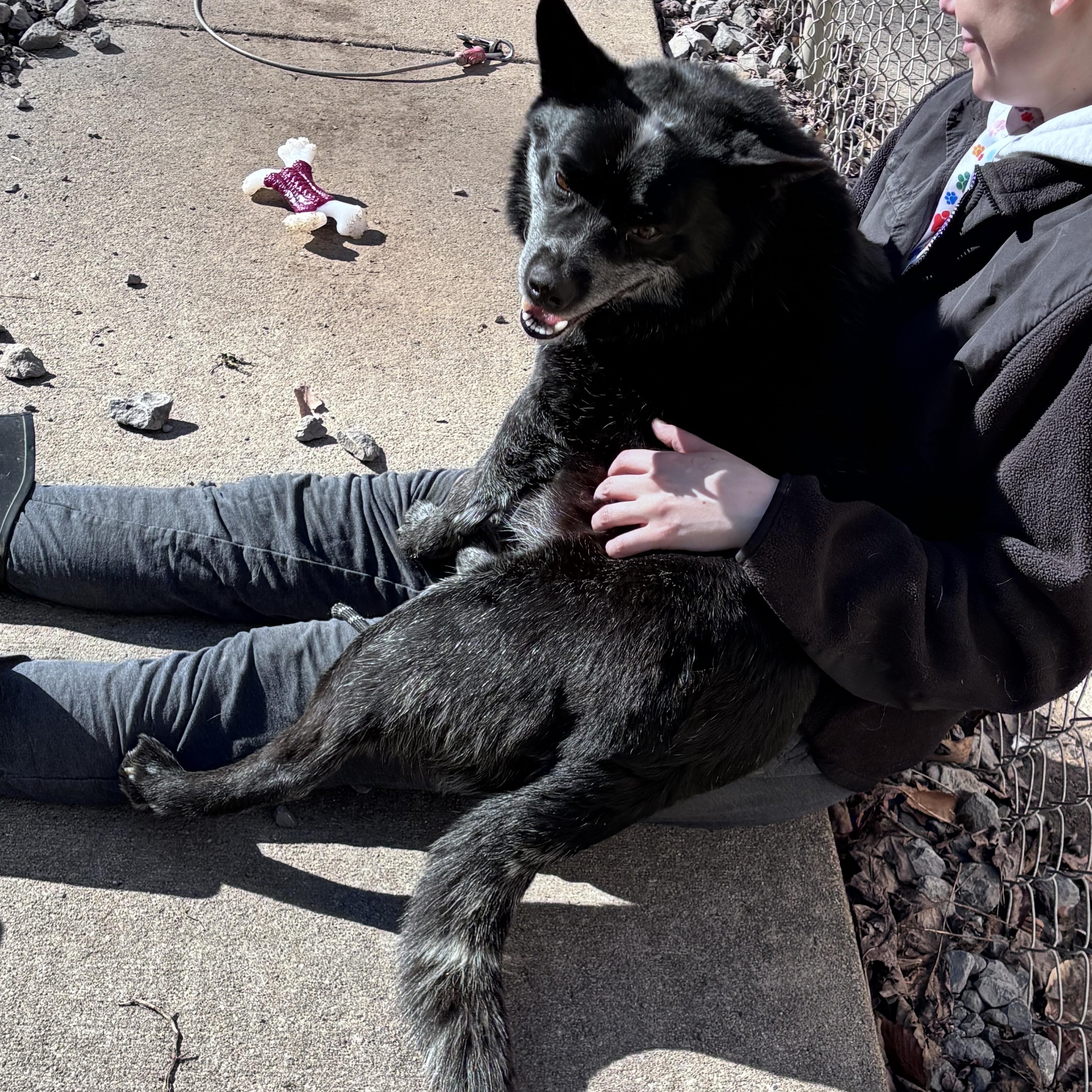 Enlarge Zip, a ADOPTABLE Australian Cattle Dog / Blue Heeler in Grafton, WV image 2/5
