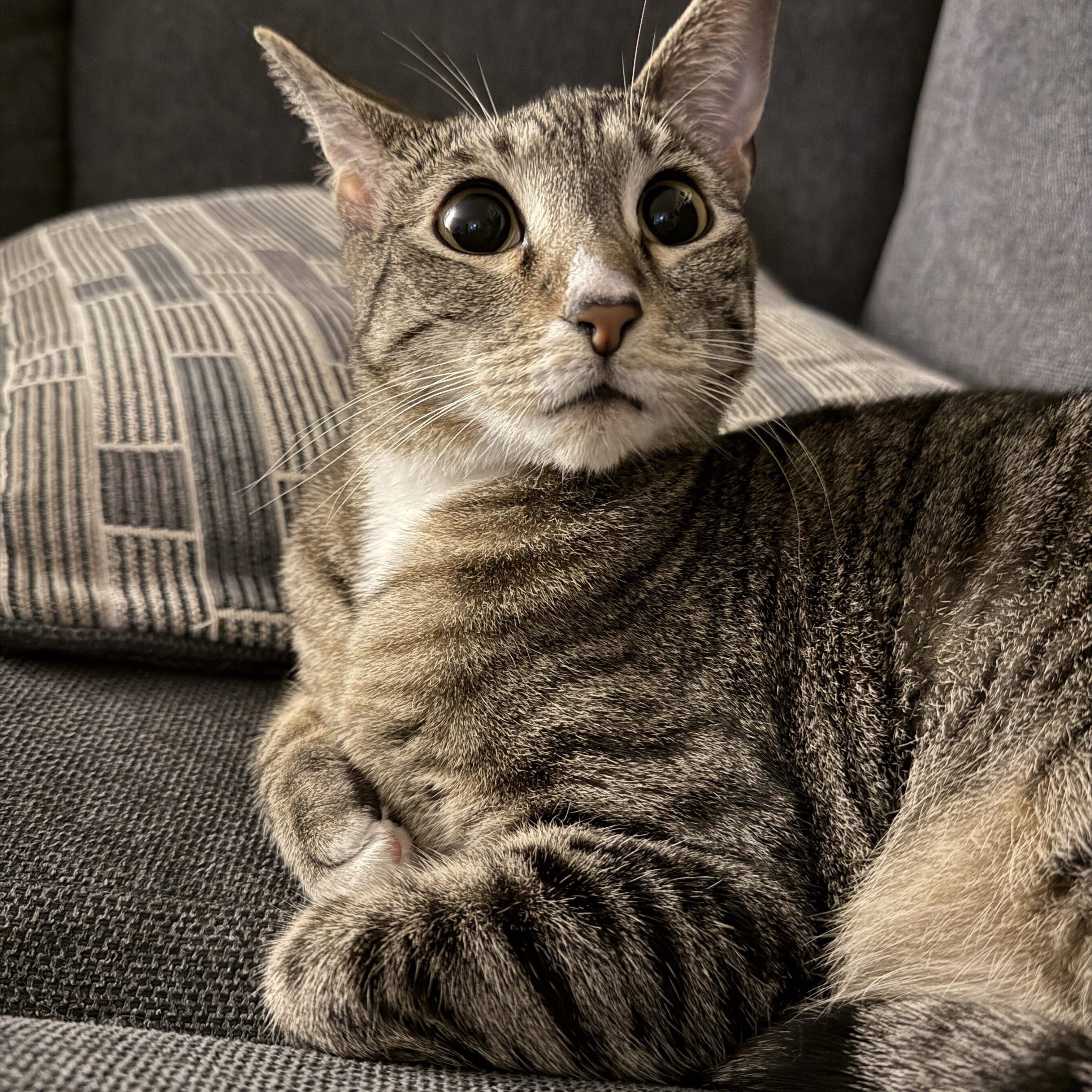 Joy, a Adoptable mixed breed in Springfield, OR image 2/6