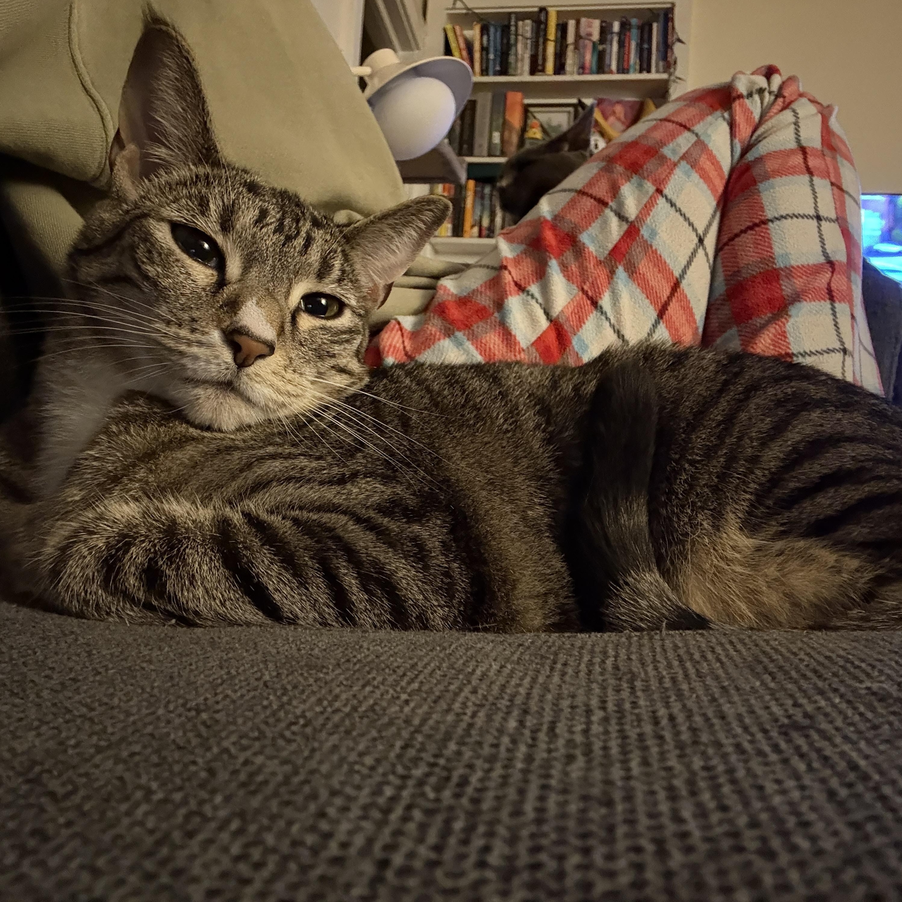 Enlarge Joy, a Adoptable mixed breed in Springfield, OR image 6/6