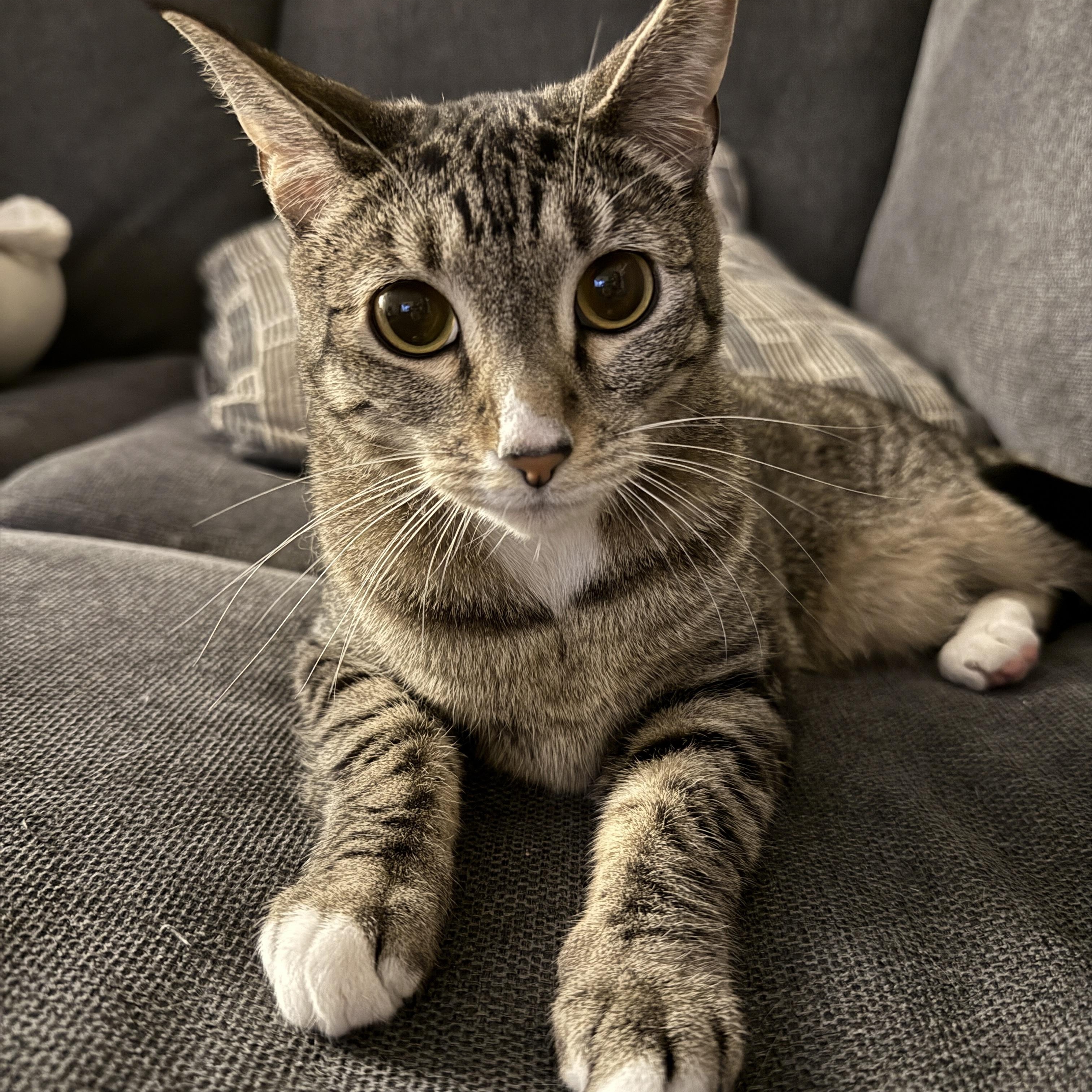 Joy, a Adoptable mixed breed in Springfield, OR image 1/6