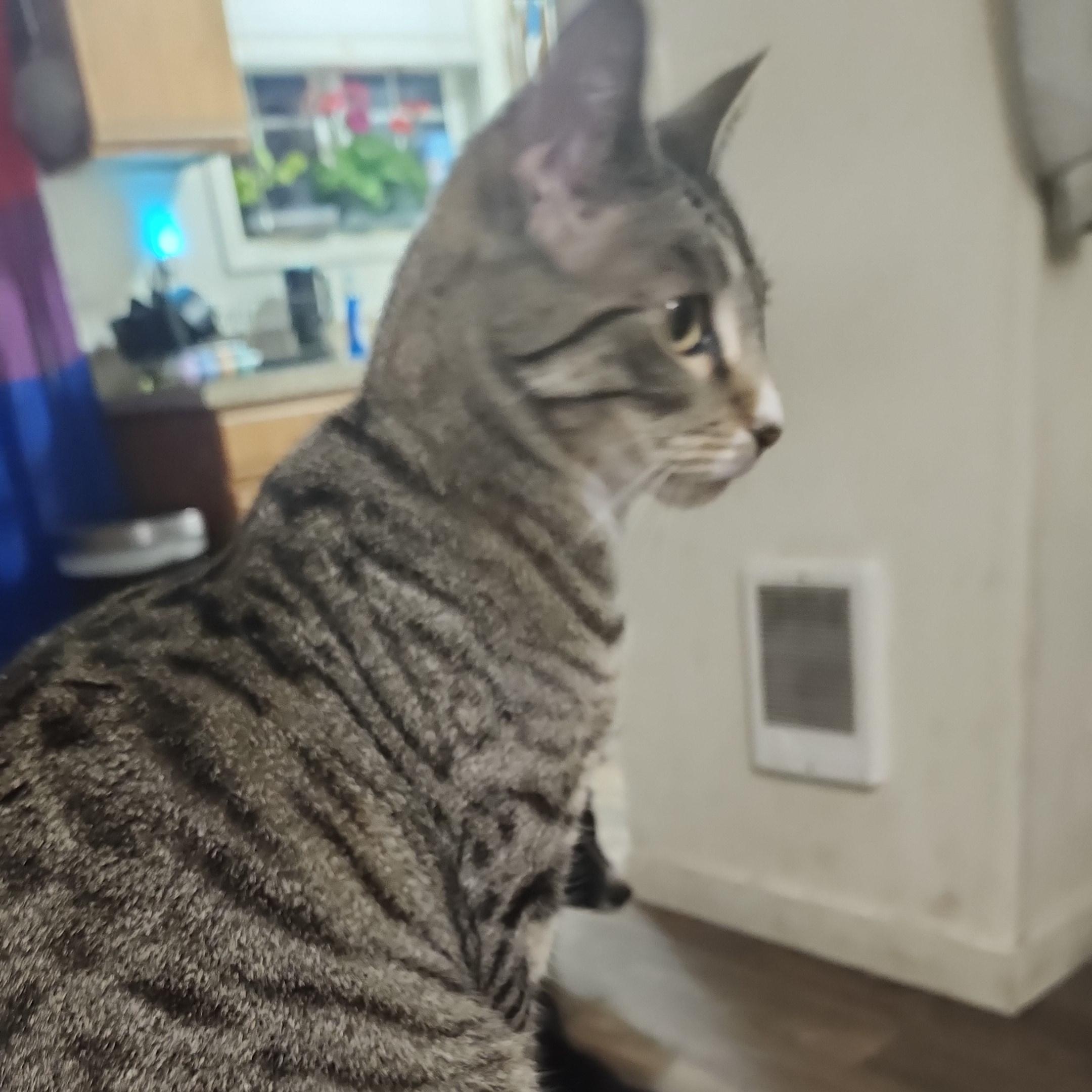 Joy, a Adoptable mixed breed in Springfield, OR image 3/5