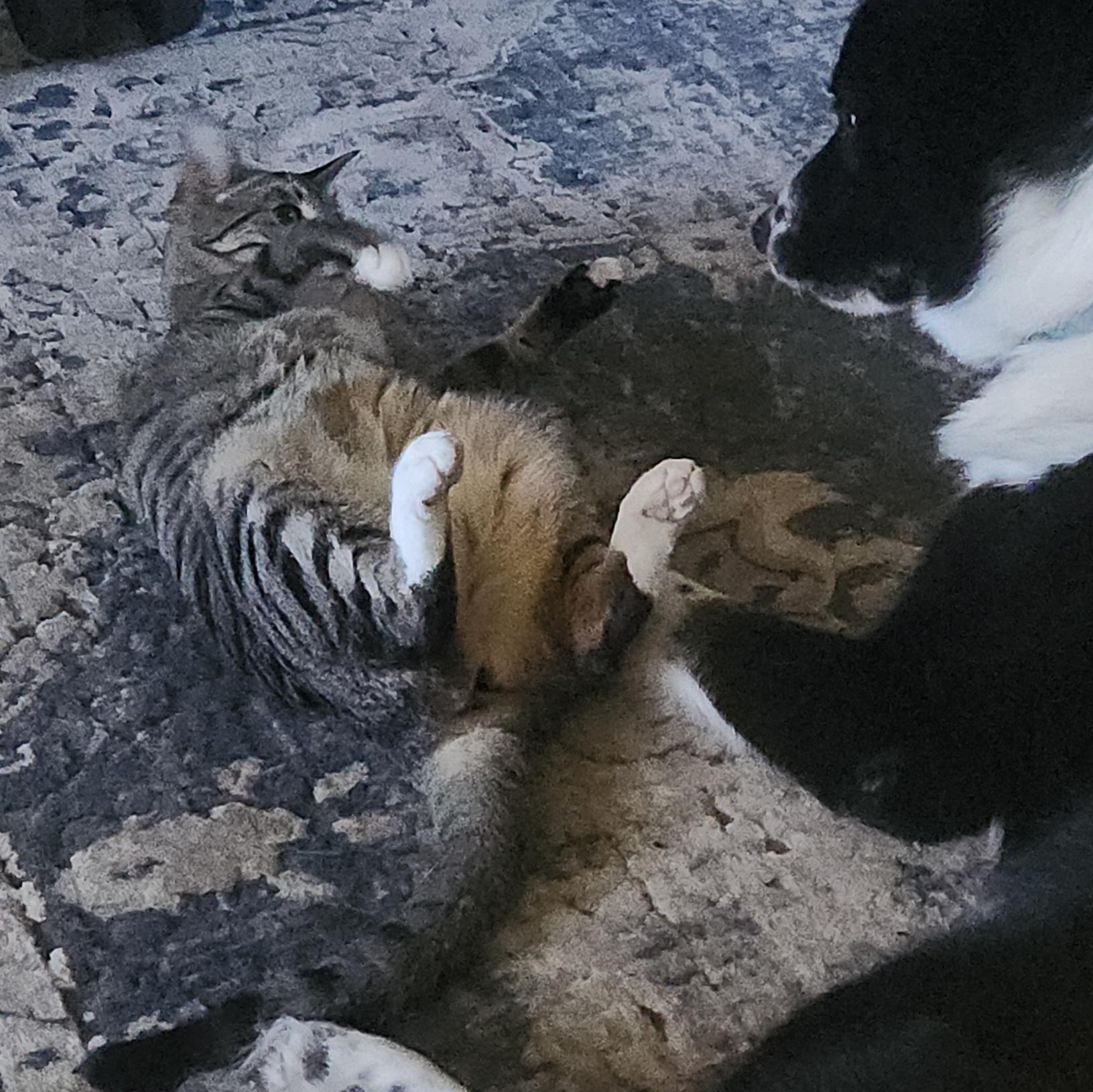 Joy, an adoptable Domestic Short Hair in Springfield, OR, 97478 | Photo Image 4