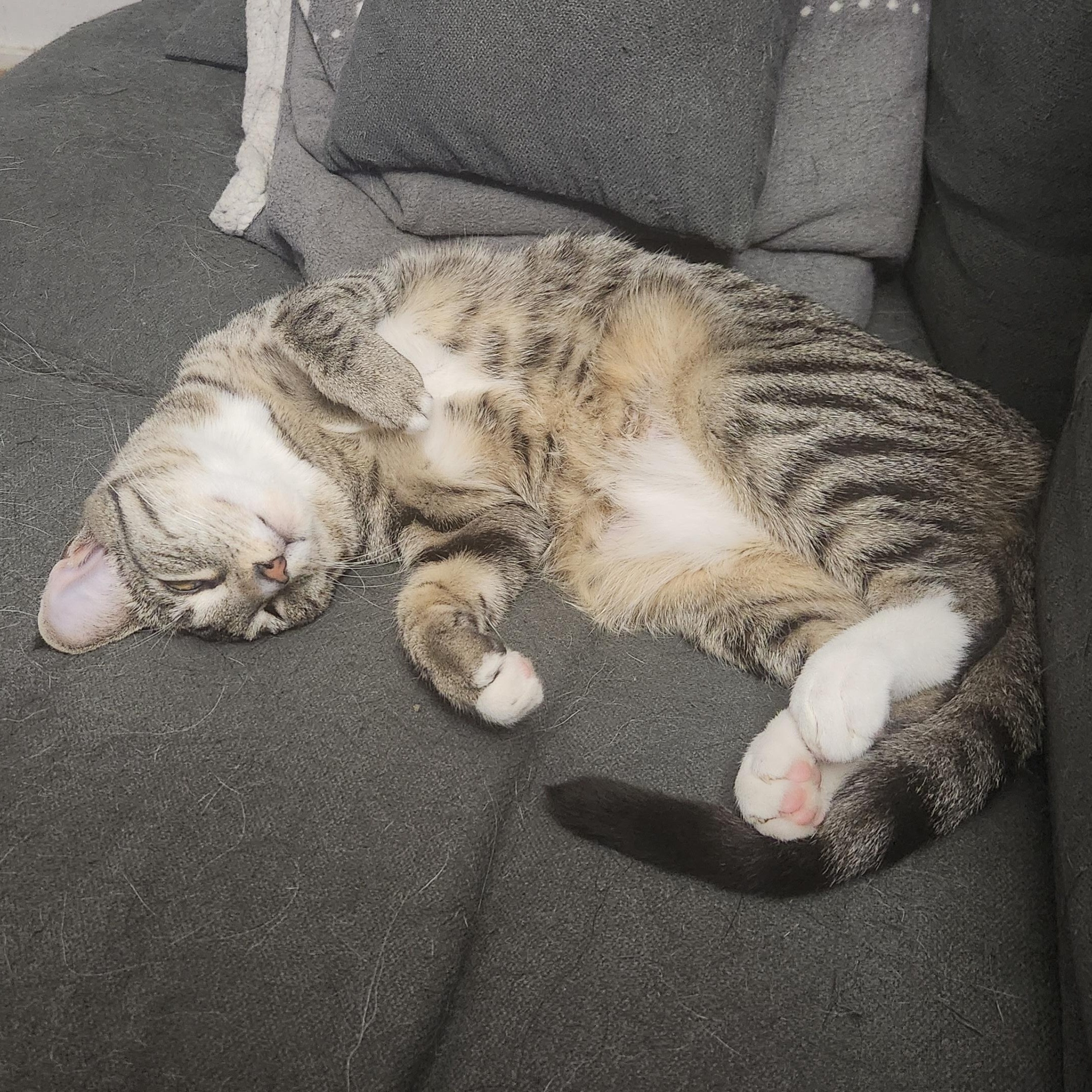 Joy, Adoptable, Young Female Domestic Short Hair.