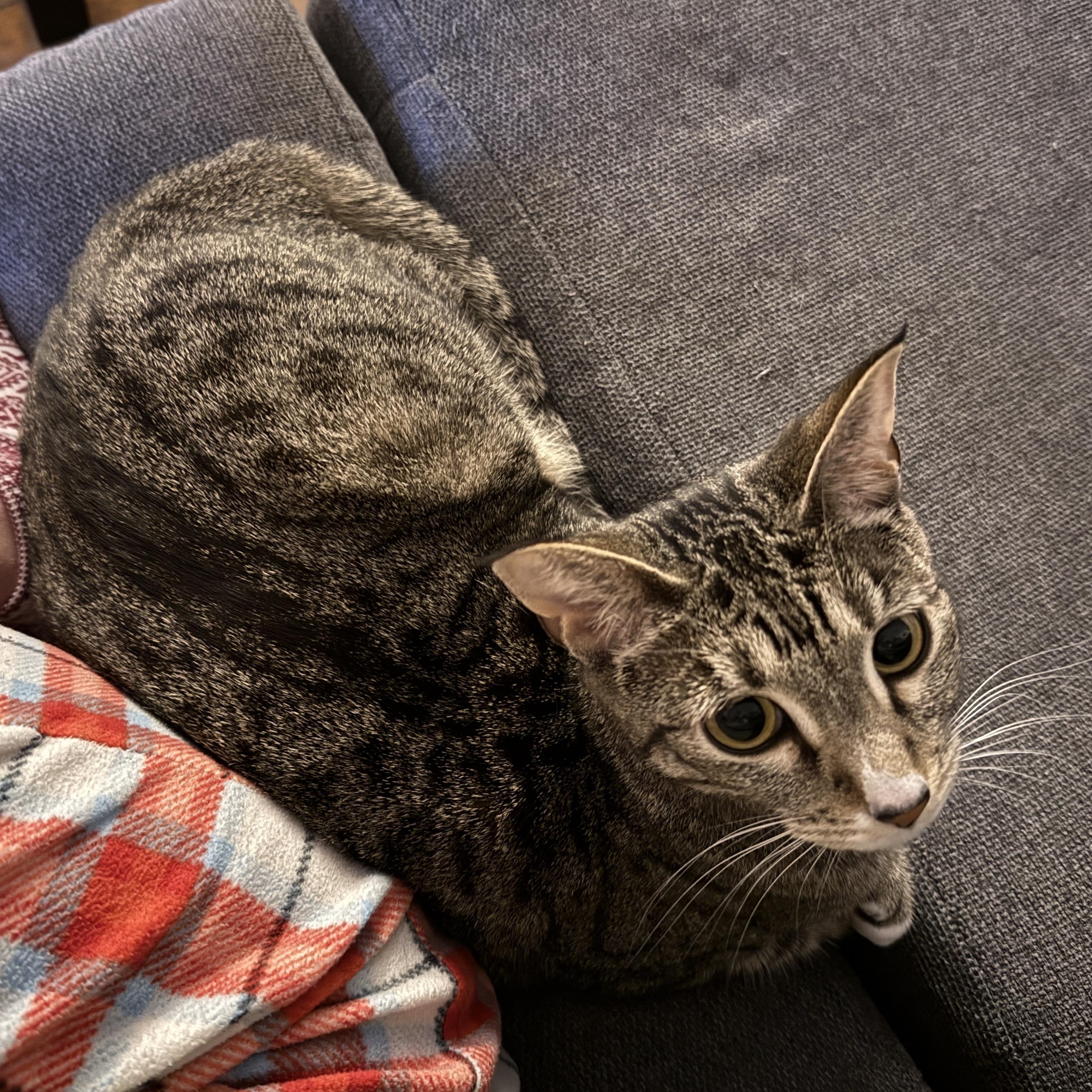 Enlarge Joy, a Adoptable mixed breed in Springfield, OR image 5/6