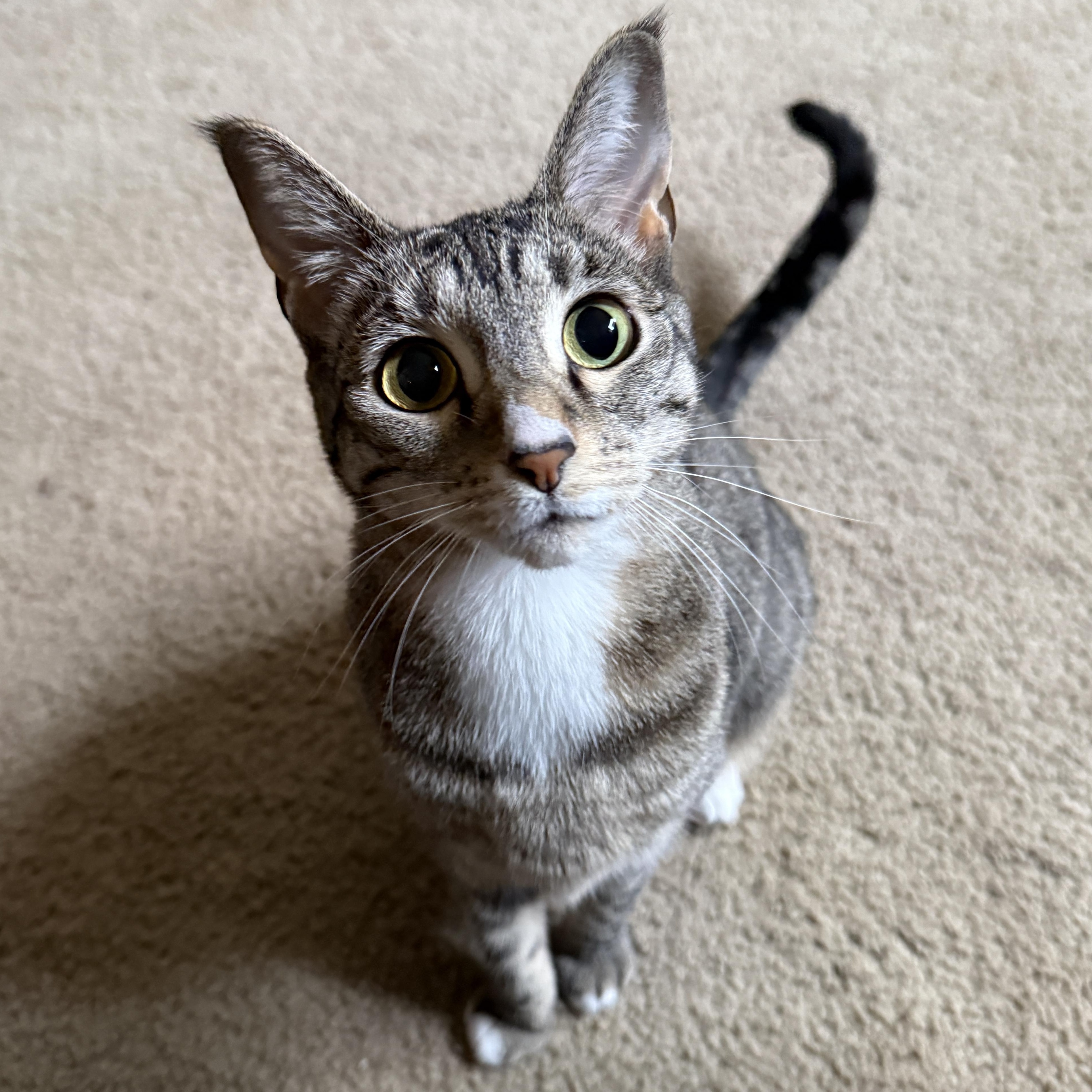 Joy, Adoptable, Young Female Tabby & Domestic Short Hair.