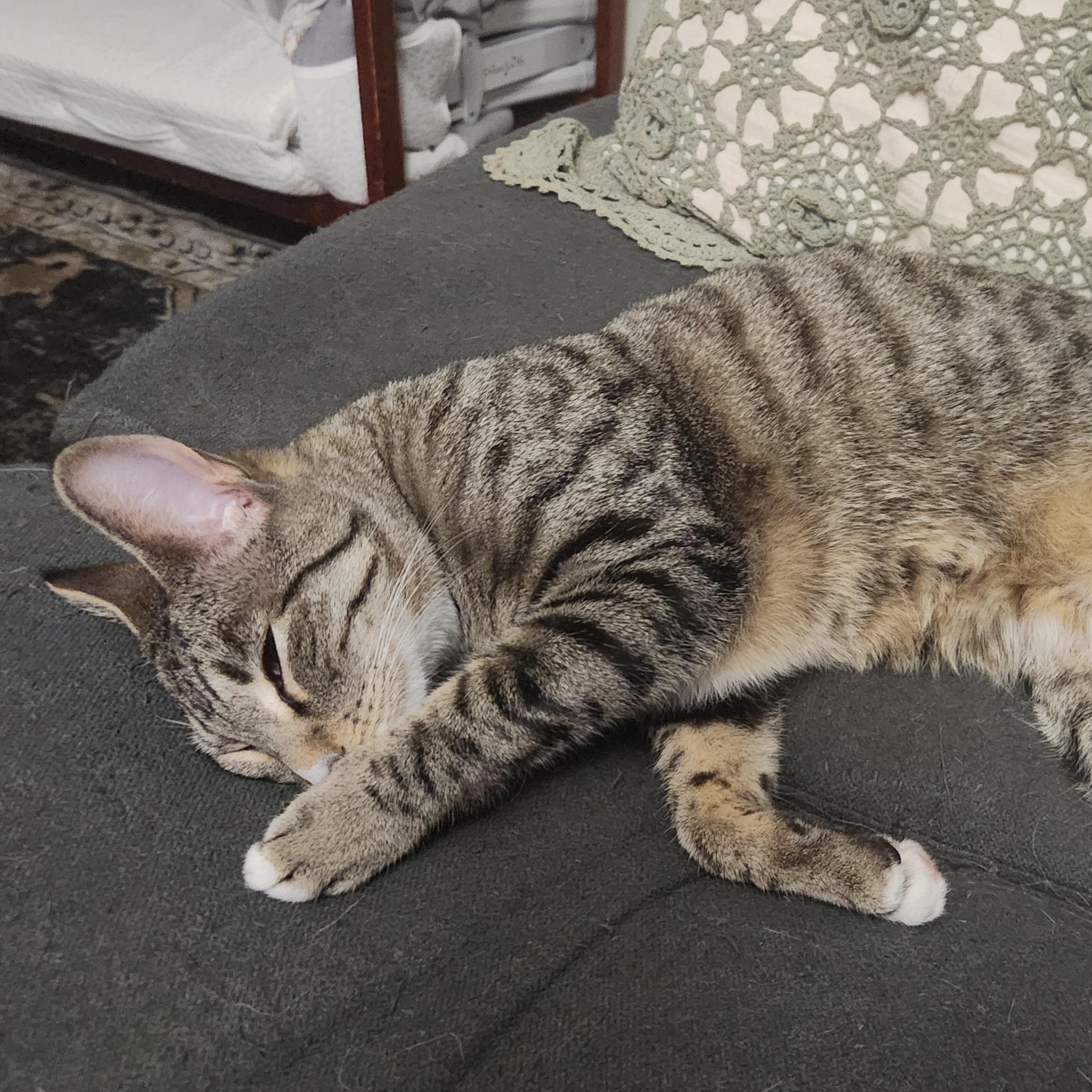 Joy, an adoptable Domestic Short Hair in Springfield, OR, 97478 | Photo Image 2