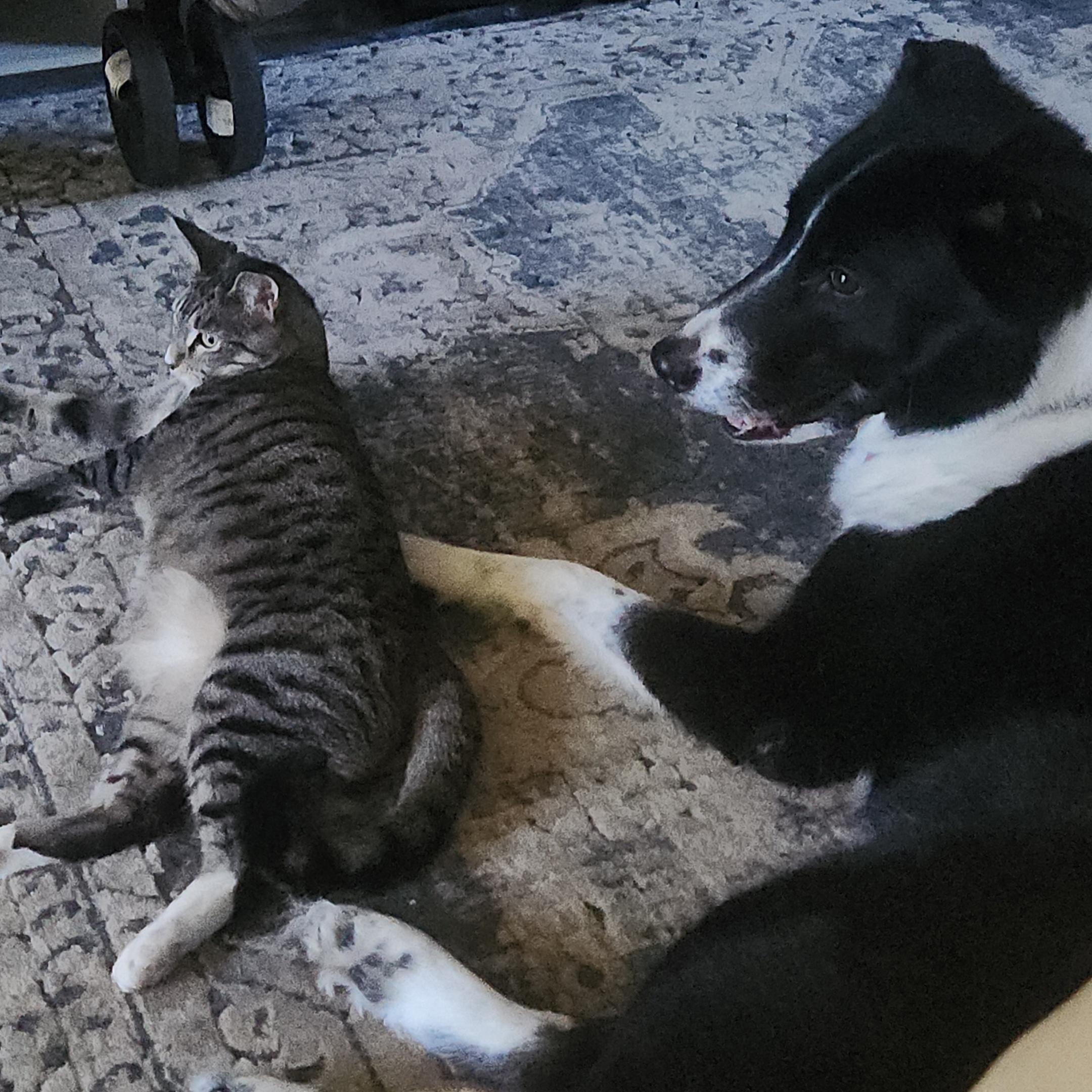 Joy, an adoptable Domestic Short Hair in Springfield, OR, 97478 | Photo Image 5