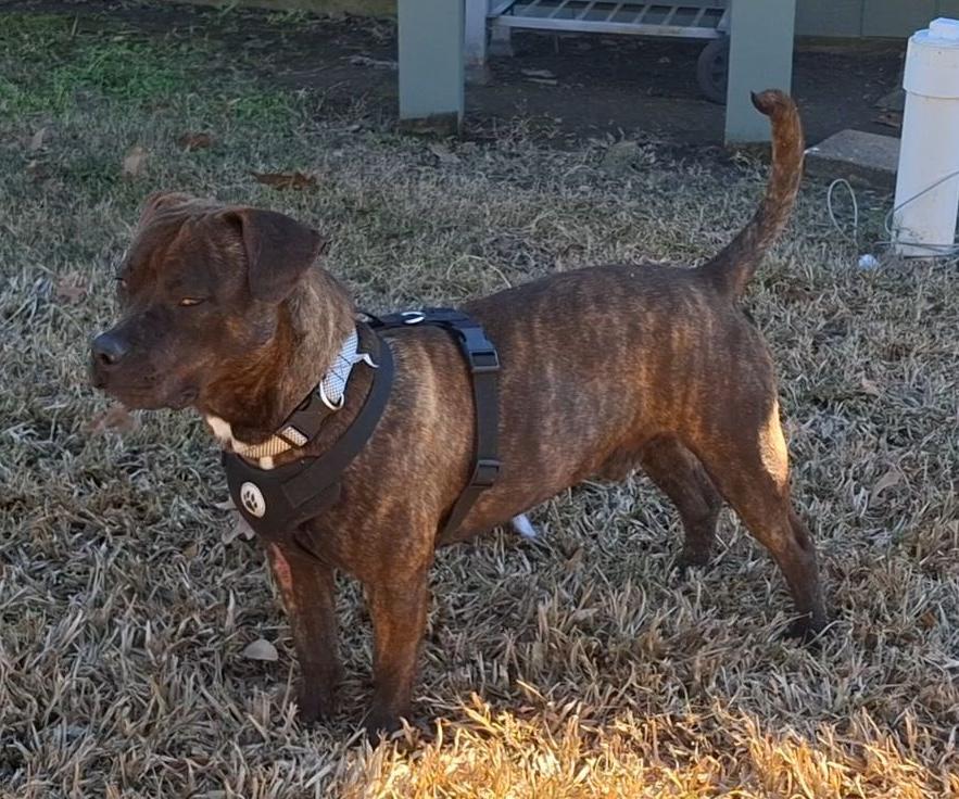 Bean — thumbnail 5