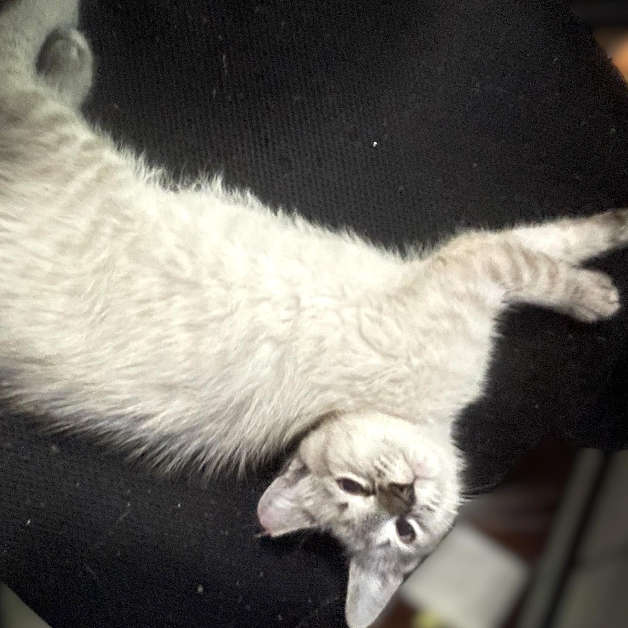 Enlarge Blanco, a Adoptable mixed breed in Charlotte, NC image 2/4