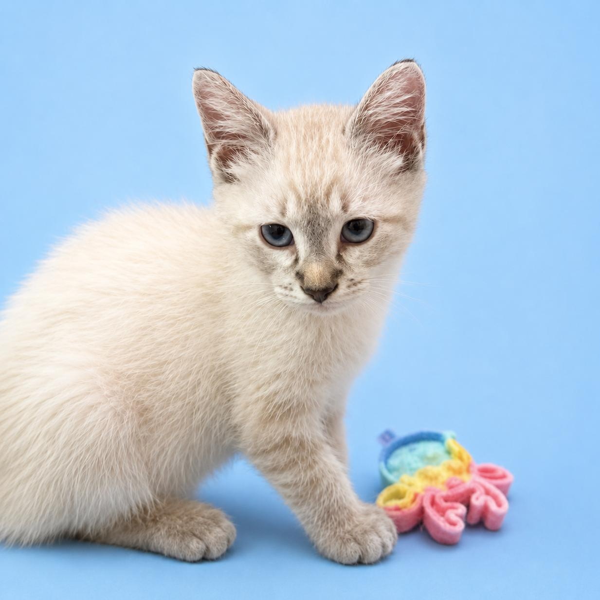 Enlarge Blanco, a Adoptable mixed breed in Charlotte, NC image 1/4