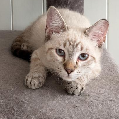 Enlarge Blanco, a Adoptable mixed breed in Charlotte, NC image 4/4