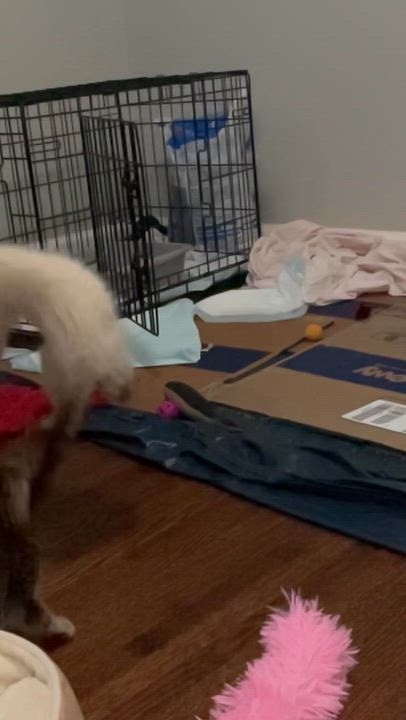 Enlarge Blanco, a Adoptable mixed breed in Charlotte, NC video 3/4