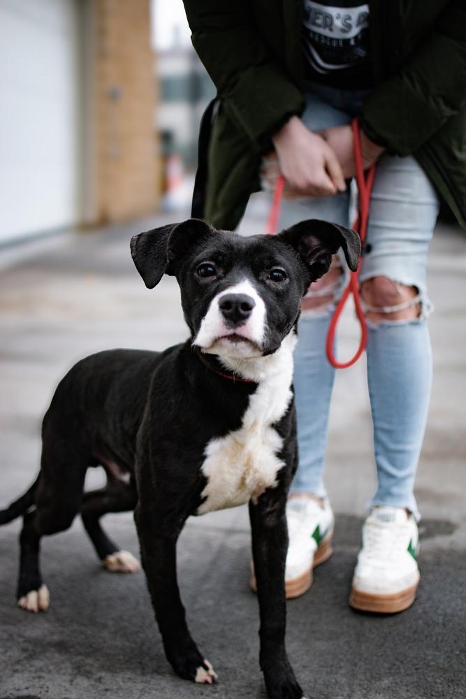 Jimmy, Adoptable, Puppy Male Pit Bull Terrier & Labrador Retriever.