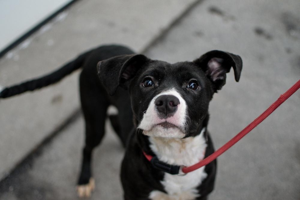 Enlarge Jimmy, a Adoptable mixed breed in Frankfort, NY image 3/6