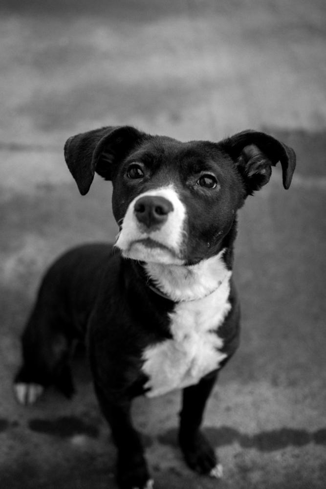 Enlarge Jimmy, a Adoptable mixed breed in Frankfort, NY image 4/6
