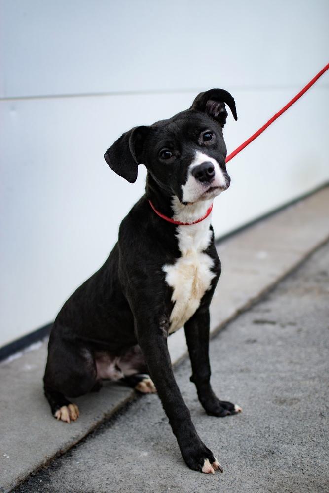 Enlarge Jimmy, a Adoptable mixed breed in Frankfort, NY image 5/6