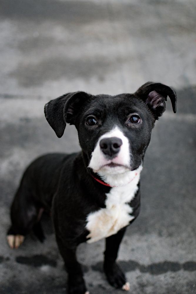 Enlarge Jimmy, a Adoptable mixed breed in Frankfort, NY image 6/6