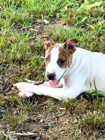 Peanut Lou, a ADOPTABLE mixed breed in Hot Springs, AR image 5/6