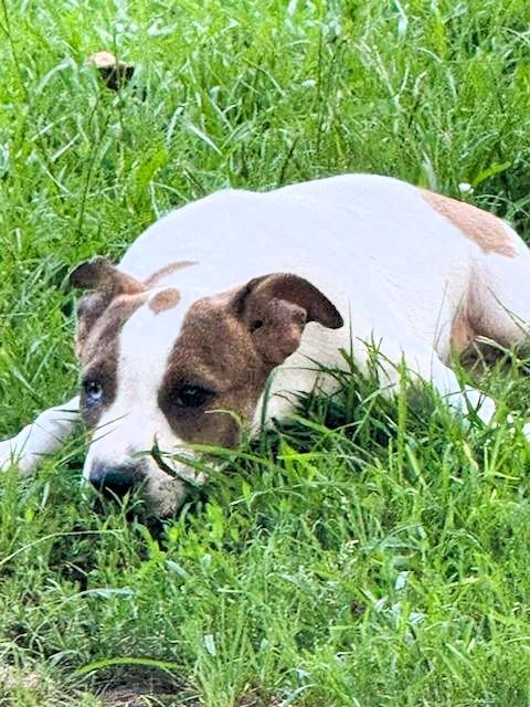 Peanut Lou, a ADOPTABLE mixed breed in Hot Springs, AR image 4/6