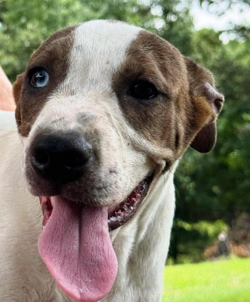 Peanut Lou, ADOPTABLE, Young Female Terrier & Labrador Retriever.