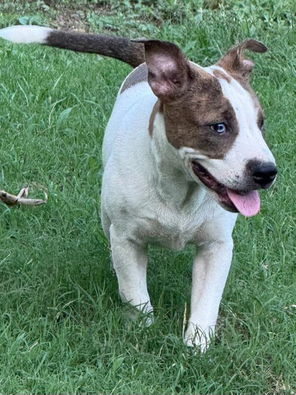 Peanut Lou, a ADOPTABLE mixed breed in Hot Springs, AR image 2/6