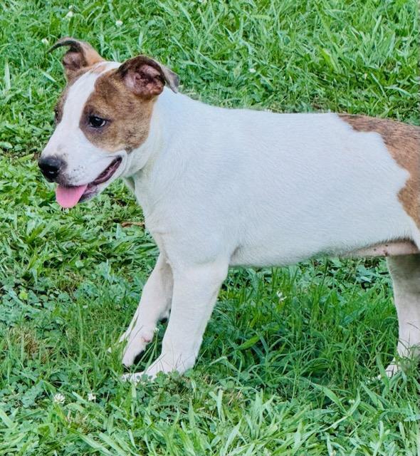 Peanut Lou, a ADOPTABLE mixed breed in Hot Springs, AR image 3/6