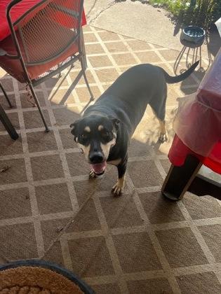 BUDDY FOSTER, Adoptable, Adult Male German Shepherd Dog & Mixed Breed.