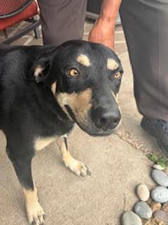 Enlarge BUDDY FOSTER, a Adoptable mixed breed in Houston, TX image 1/3