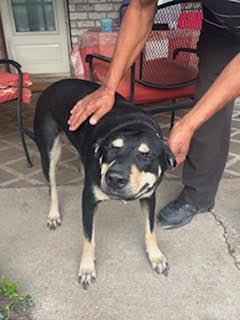 Enlarge BUDDY FOSTER, a Adoptable mixed breed in Houston, TX image 2/2